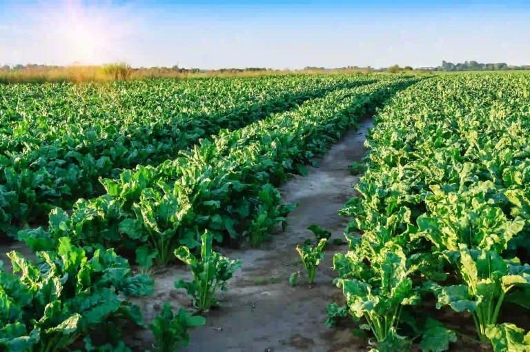 bioestimulantes para plantas