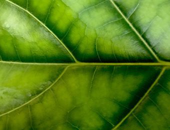Green,Leaf,Close-up