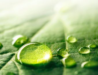 corrector de carencias plantas