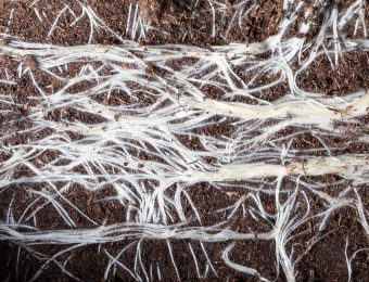 White,Roots,Of,Plants,Sprouted,Through,Dark,Soil,Close-up,,Photograph