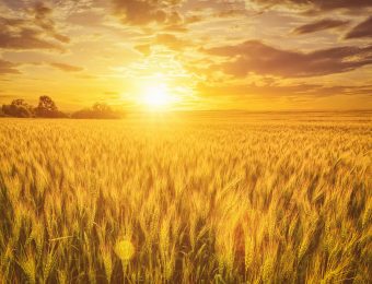 Sunset,Or,Sunrise,On,A,Rye,Field,With,Golden,Ears