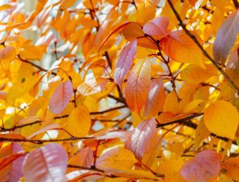 Sun,Light,On,Beautiful,Yellow-orange,Foliage.,Autumn,Background.,Cherry,Leaves.