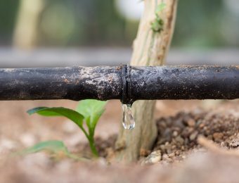 Drip,Irrigation